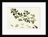 Trifolium Procumbens Hop Trefoil by Anonymous