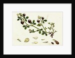 Trifolium Procumbens Hop Trefoil by Anonymous