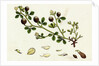 Trifolium Procumbens Hop Trefoil by Anonymous