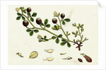 Trifolium Procumbens Hop Trefoil by Anonymous