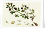 Trifolium Procumbens Hop Trefoil by Anonymous