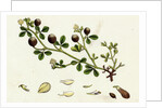 Trifolium Procumbens Hop Trefoil by Anonymous