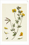 Lotus Tenuis Slender Bird's-Foot Trefoil by Anonymous