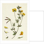 Lotus Tenuis Slender Bird's-Foot Trefoil by Anonymous