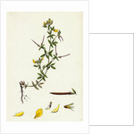 Lotus Diffusus Long-Podded Small Bird's-Foot Trefoil by Anonymous