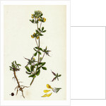 Lotus Hispidus Short-Podded Small Bird's-Foot Trefoil by Anonymous