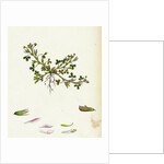 Trigonella Ornithopodioides Bird's-Foot Fenugreek by Anonymous