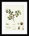 Trifolium Subterraneum Subterranean Trefoil by Anonymous