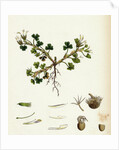 Trifolium Subterraneum Subterranean Trefoil by Anonymous