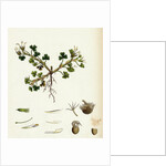 Trifolium Subterraneum Subterranean Trefoil by Anonymous