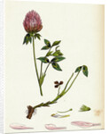 Trifolium Pratense Red Clover by Anonymous