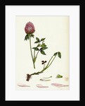 Trifolium Pratense Red Clover by Anonymous