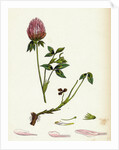 Trifolium Pratense Red Clover by Anonymous