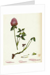 Trifolium Pratense Red Clover by Anonymous