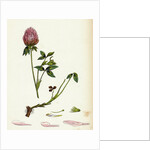 Trifolium Pratense Red Clover by Anonymous