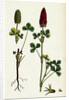 Trifolium Eu-Incarnatum Crimson Clover by Anonymous