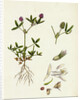 Trifolium Strictum Upright Round-Headed Trefoil by Anonymous