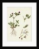 Trifolium Strictum Upright Round-Headed Trefoil by Anonymous