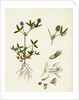 Trifolium Strictum Upright Round-Headed Trefoil by Anonymous