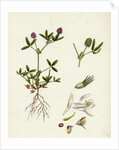 Trifolium Strictum Upright Round-Headed Trefoil by Anonymous