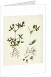 Trifolium Strictum Upright Round-Headed Trefoil by Anonymous