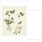 Trifolium Strictum Upright Round-Headed Trefoil by Anonymous