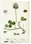Trifolium Repens White Clover by Anonymous