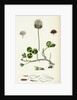 Trifolium Repens White Clover by Anonymous