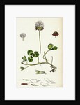 Trifolium Repens White Clover by Anonymous