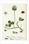 Trifolium Repens White Clover by Anonymous