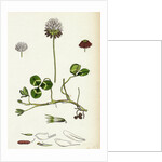 Trifolium Repens White Clover by Anonymous