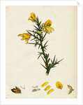 Ulex Europaeus Common Furze by Anonymous
