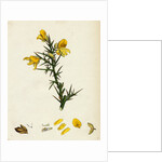 Ulex Europaeus Common Furze by Anonymous