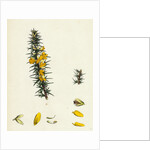 Ulex Eu-Nanus Dwarf Furze by Anonymous