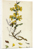 Genista Anglica Needle Furze by Anonymous