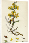 Genista Anglica Needle Furze by Anonymous
