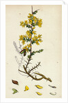 Genista Anglica Needle Furze by Anonymous