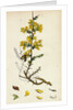 Genista Anglica Needle Furze by Anonymous