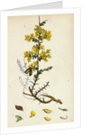 Genista Anglica Needle Furze by Anonymous