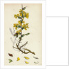 Genista Anglica Needle Furze by Anonymous