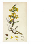 Genista Anglica Needle Furze by Anonymous