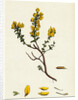 Genista Pilosa Hairy Green-Weed by Anonymous