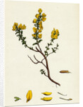 Genista Pilosa Hairy Green-Weed by Anonymous