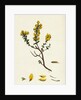 Genista Pilosa Hairy Green-Weed by Anonymous