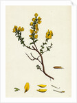 Genista Pilosa Hairy Green-Weed by Anonymous