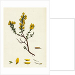 Genista Pilosa Hairy Green-Weed by Anonymous