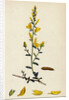 Genista Tinctoria Dyer's Green-Weed by Anonymous