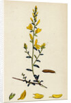 Genista Tinctoria Dyer's Green-Weed by Anonymous