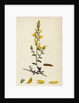 Genista Tinctoria Dyer's Green-Weed by Anonymous