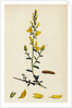 Genista Tinctoria Dyer's Green-Weed by Anonymous